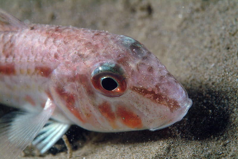Mullus barbatus